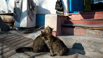 Медведи вернулись в Чернобыль после векового отсутствия Медведи вернулись в Чернобыль после векового отсутствия