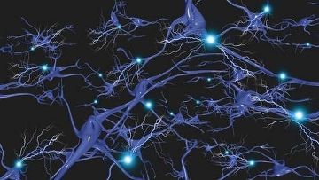 Нейроны головного мозга
