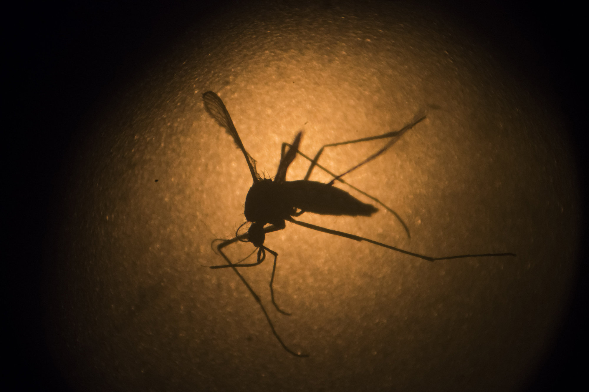 Как обыкновенный комар помог Америке обрести независимость