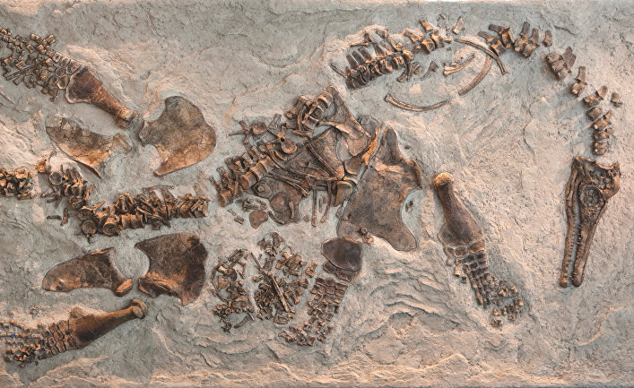 Скелет плезиозавра Polycotylus latippinus
