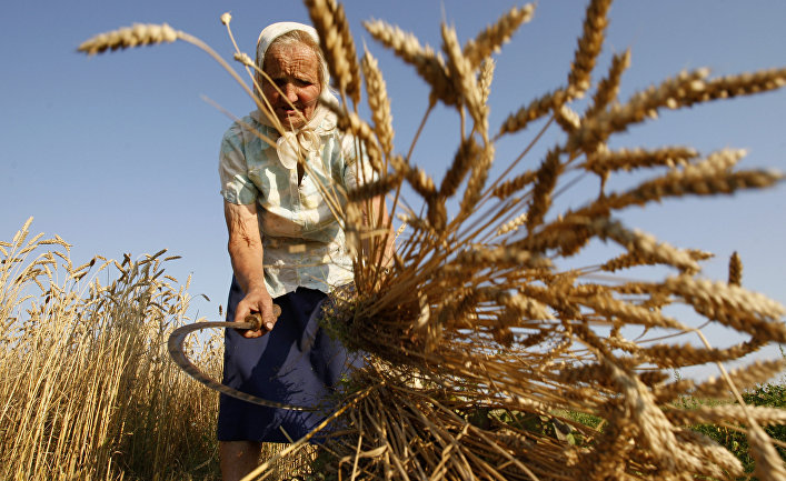 Женщина косит пшеницу серпом в поле возле деревни Даниловичи Гродненской области