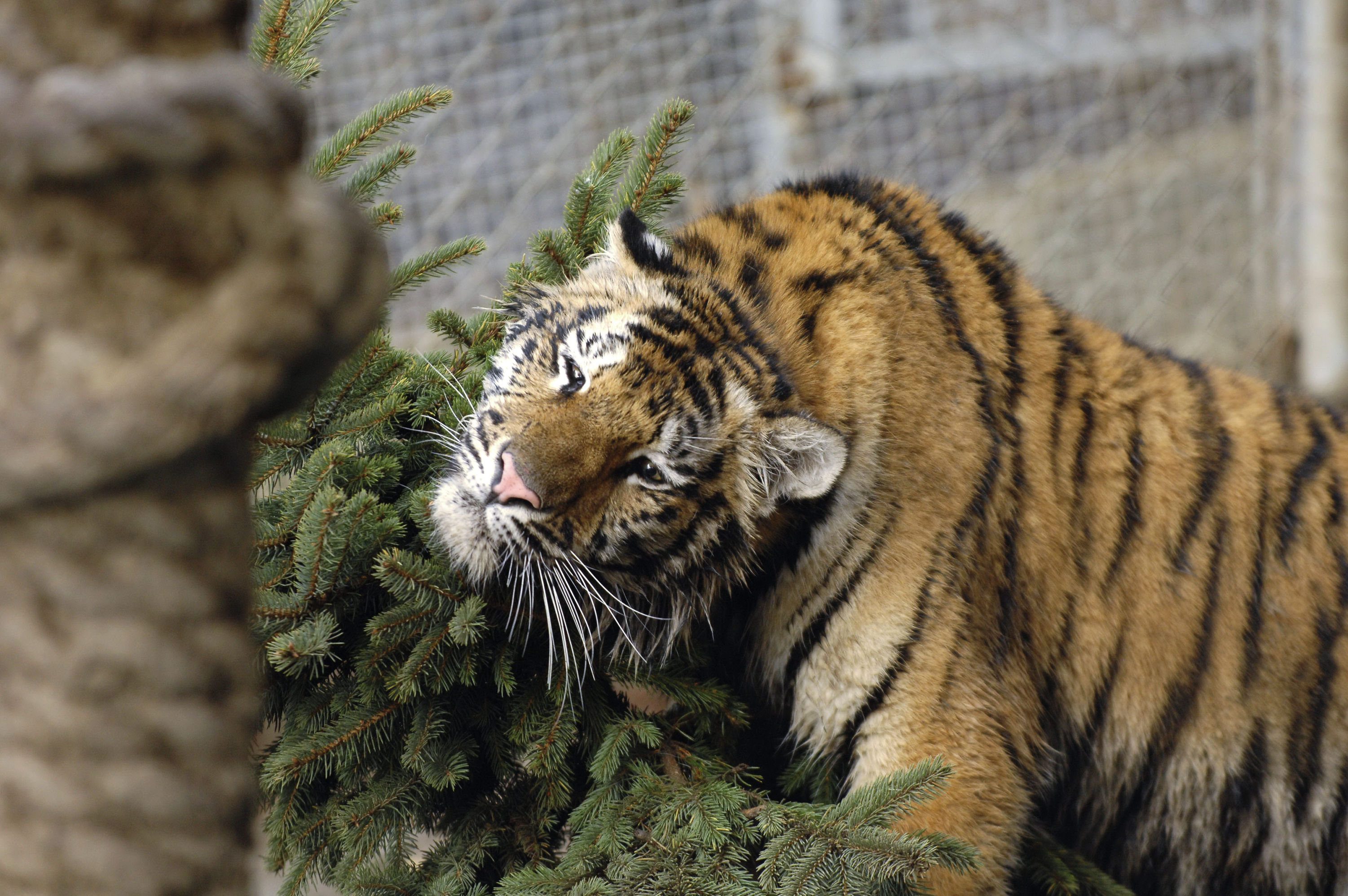 У частных владельцев в США больше тигров, чем в дикой природе