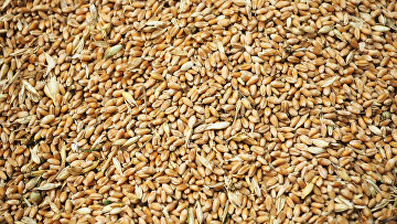 Зерна пшеницы, собранные в Краснодарском крае