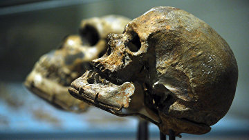 Череп Homo Sapiens в сравнении с черепом неандертальца