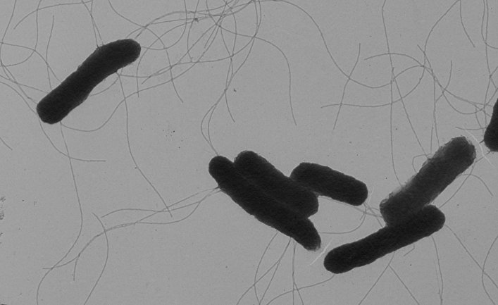 Бактерия сальмонелла