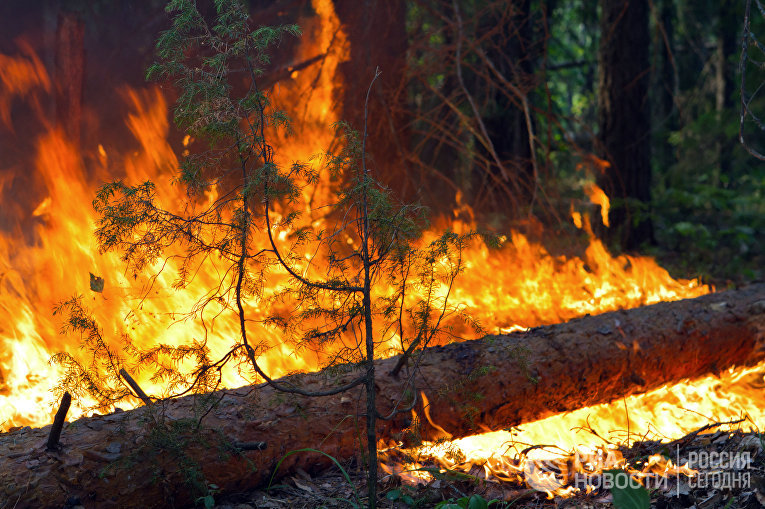 Инструкция по тушению лесных пожаров