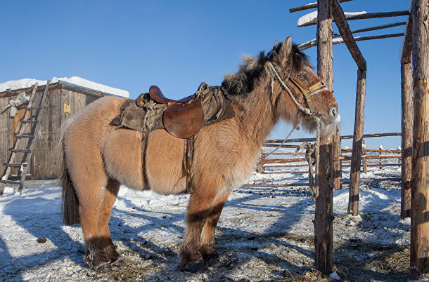 Якутская лошадь в Оймяконе